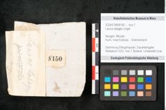 Foto (Objekt + Etikett) von Laurus lalages Unger (NHMW-GEO-2024-0188-8150)